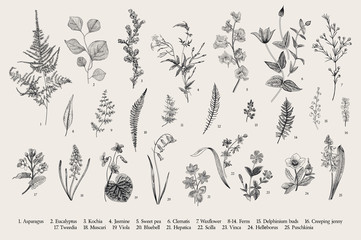 Wall Mural - Spring flowers and ferns. Set. Vintage vector botanical illustration. Black and white