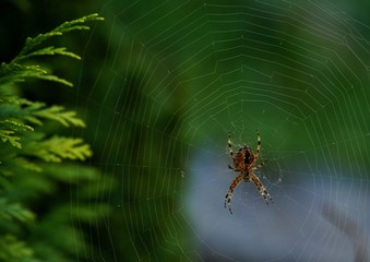 spider on a web