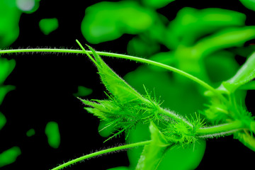 Canvas Print - July is a biennial plant that likes the moist soil.