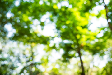 Green tree leaf fresh foliage blurred background with bokeh