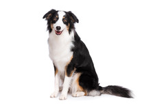 Portrait Of Cute Young Australian Shepherd Dog Sitting On Floor, Isolated On White Background. Beautiful Adult Aussie, Frontal And Looking At Camera.