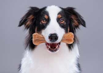 Wall Mural - Close up portrait of cute young Australian Shepherd dog with chew bone on gray background. Beautiful adult Aussie with pet accessories for eat.