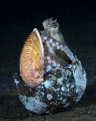 Incredible Underwater World - Coconut octopus - Amphioctopus marginatus. Diving and underwater photography. Tulamben, Bali, Indonesia.