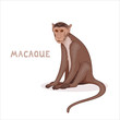 Vector illustration, a cartoon bonnet macaque, isolated on a white background. Animal alphabet.
