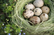 © Alex Desanshe - Eggs in the nest on the grass.  Protection of offspring. Organic food.  Wildlife. For Easter.