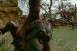 zoo newborn baby orang utan ape