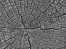  Structure Of Cracks Of Wood  Vector Background, Fragment Of An Old Tree With A Knot