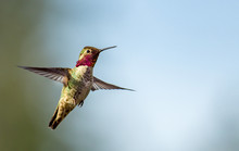 Anna's Hummingbird In Flight