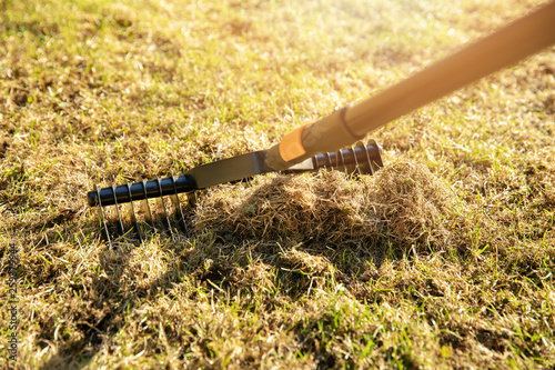 Fotografía garden lawn aeration with scarifier rake