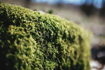 Poster - Green moss on old stump in sunny spring woods. Hello spring. Selective focus. Space for text. Save forest environment concept