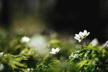Beautiful Anemones Flowers In Sunny Spring Woods. Fresh First White  Flowers In Warm Sunlight In The Forest, Selective Focus. Springtime. Hello Spring. Soft Macro Image. Space For Text