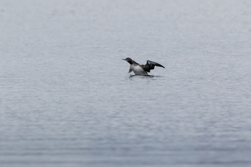 Poster - Red-throated Diver (Gavia stellata).