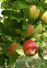 Sticker - Pommes rouges	