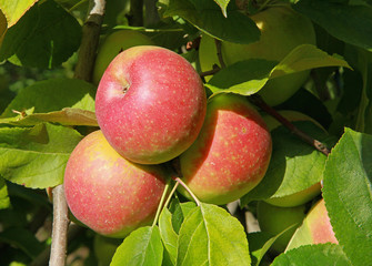 Canvas Print - Pommes rouges variété Jonagold	