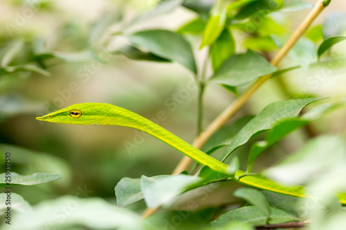 Closeup Healthy Oriental Whip Snake Or Green Viper Ahaetulla