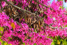 Colorful Close Up Of A Judas Tree Blossom Branch In Front Of A Blue Sky Summer Day