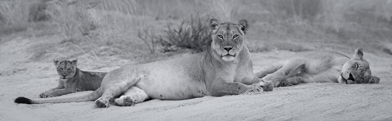 close-up of a lionesses and a cub lying down to sleep on the soft kalahari sand artistic conversion