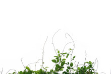 Grass, Creeping Along The Lines Of Barbed Wire Isolated White Background