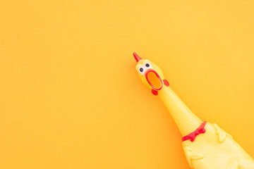 Squawking chicken or squeaky toy are shouting and copy space yellow background. Chicken shouting Toy on orange background.