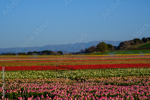 Champ De Tulipes En Provence France Montagne De Lure En