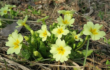 Yellow primula flowers in the garden in spring, closeup