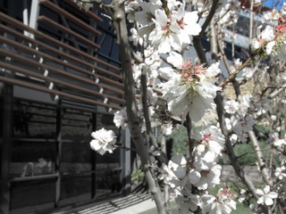 Poster - cherry tree in the botanic garden, adelaide, australia