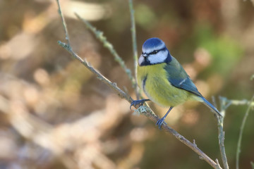 Wall Mural - Blue Tit