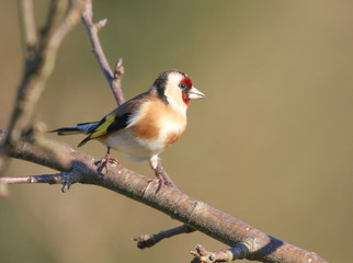 Poster - Goldfinch