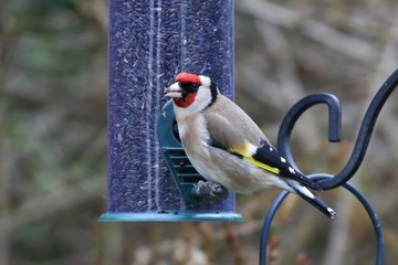 Wall Mural - Goldfinch