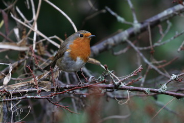 Wall Mural - Robin