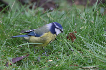 Wall Mural - Blue Tit