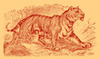Tiger panthera tigris walking in landscape with bushes, grasses and trees, after engraving from 19th century