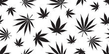 Marijuana Weed Seamless Pattern Vector Cannabis Leaf Repeat Wallpaper Tile Background Scarf Isolated White