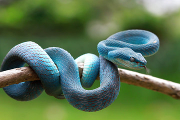 Wall Mural - blue viper snake ready to attack, blue insularis