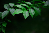 Fototapeta Łazienka - green leaves