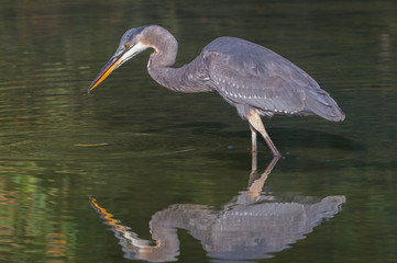 Wall Mural - Great Blue heron reflection.