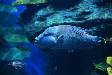 Wall Mural - Humphead maori wrasse fish / Napoleon fish swimming marine life underwater ocean - Cheilinus undulatus