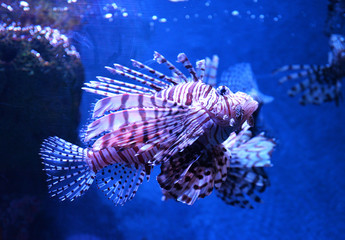 Wall Mural - Lion fish swimming underwater aquarium / Pterois volitans