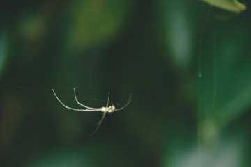 Tallahassee Garden