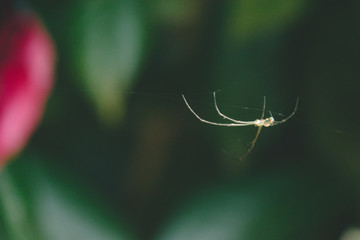 floating spider