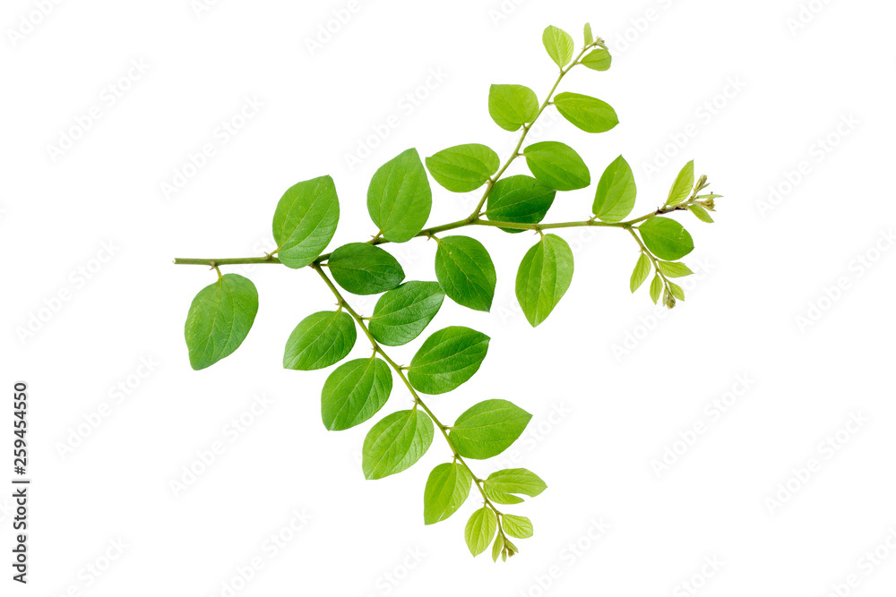 Fresh green leaves and branch of tree on white background. - obrazy, fototapety, plakaty 