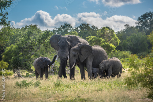 Dekoracja na wymiar  rodzina-sloni-w-parku-narodowym-krugera-w-rpa