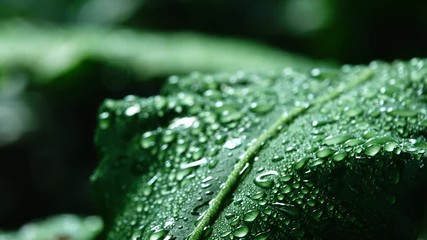 Wall Mural - 4K water drops on leaves