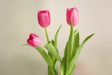 Fototapeta Tulipany - Beautiful tulip flowers on blurred background