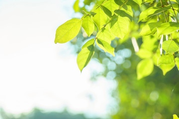 Wall Mural - Green leaf background, Fresh new green leaves glowing in sunlight, green leaves and blue sky.