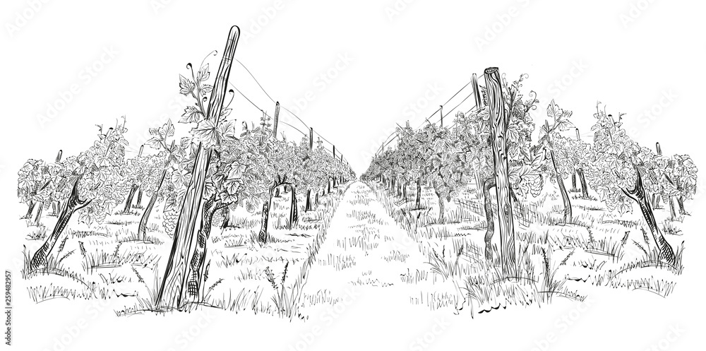 Vineyard landscape hand drawn horizontal sketch vector illustration isolated on white - obrazy, fototapety, plakaty 