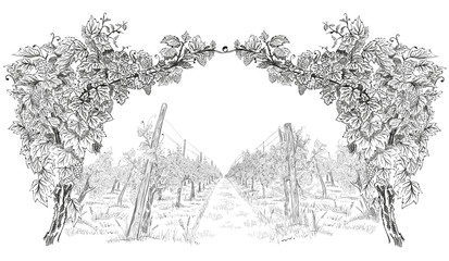 Sticker - Arc from of grapevine with landscape of vineyard. Hand drawn horizontal sketch vector background isolated on white