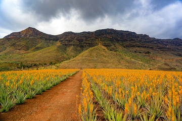 Aloe Vera plantation and free space for your decoration 