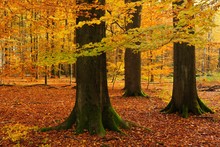 Old Beech (Fagus Sp.) Trees In Former Wood Pasture, Autumn, Backlight, Reinhardswald, Sababurg, Hesse, Germany, Europe