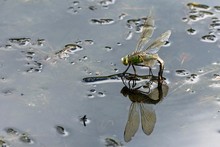 Adult Female Emperor Dragonfly (Anax Imperator), Laying Eggs On Water, Burgenland, Austria, Europe